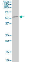 MAG Antibody - Western blot of MAG expression in Jurkat cell lysate.