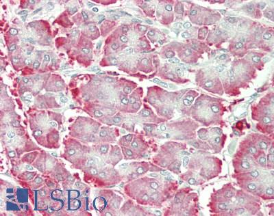 MANF / ARMET Antibody - Human Pancreas: Formalin-Fixed, Paraffin-Embedded (FFPE)