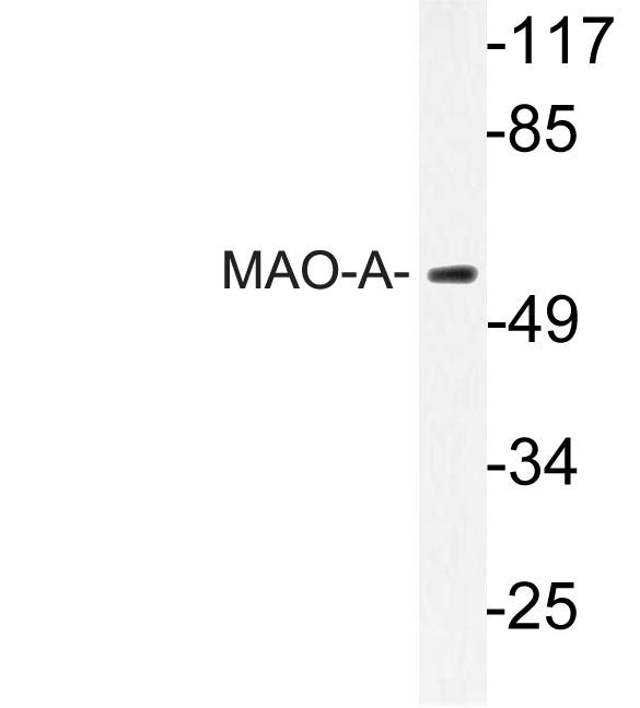 MAOA / Monoamine Oxidase Antibody - Western blot analysis of lysate from HeLa cells, using MAO-A antibody.