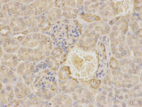 MAOA / Monoamine Oxidase Antibody - Immunohistochemistry of paraffin-embedded mouse kidney using MAOA antibody at dilution of 1:100 (400x lens).