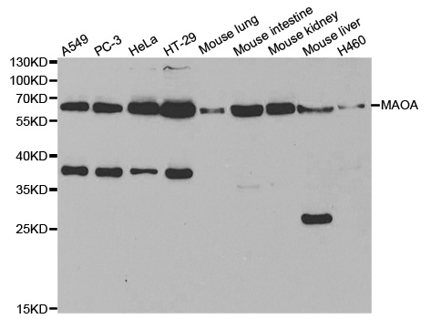 MAOA / Monoamine Oxidase Antibody - Western blot analysis of extracts of various cell lines, using MAOA antibody at 1:1000 dilution. The secondary antibody used was an HRP Goat Anti-Rabbit IgG (H+L) at 1:10000 dilution. Lysates were loaded 25ug per lane and 3% nonfat dry milk in TBST was used for blocking.