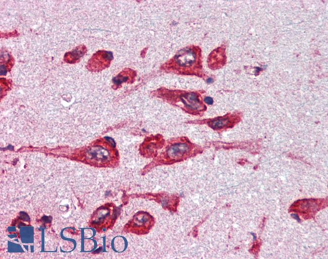 MAOB / Monoamine Oxidase B Antibody - Anti-MAOB antibody IHC of human brain. cortex. Immunohistochemistry of formalin-fixed, paraffin-embedded tissue after heat-induced antigen retrieval. Antibody concentration 5 ug/ml.