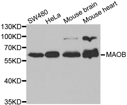 MAOB / Monoamine Oxidase B Antibody - Western blot analysis of extracts of various cell lines, using MAOB antibody at 1:1000 dilution. The secondary antibody used was an HRP Goat Anti-Rabbit IgG (H+L) at 1:10000 dilution. Lysates were loaded 25ug per lane and 3% nonfat dry milk in TBST was used for blocking.