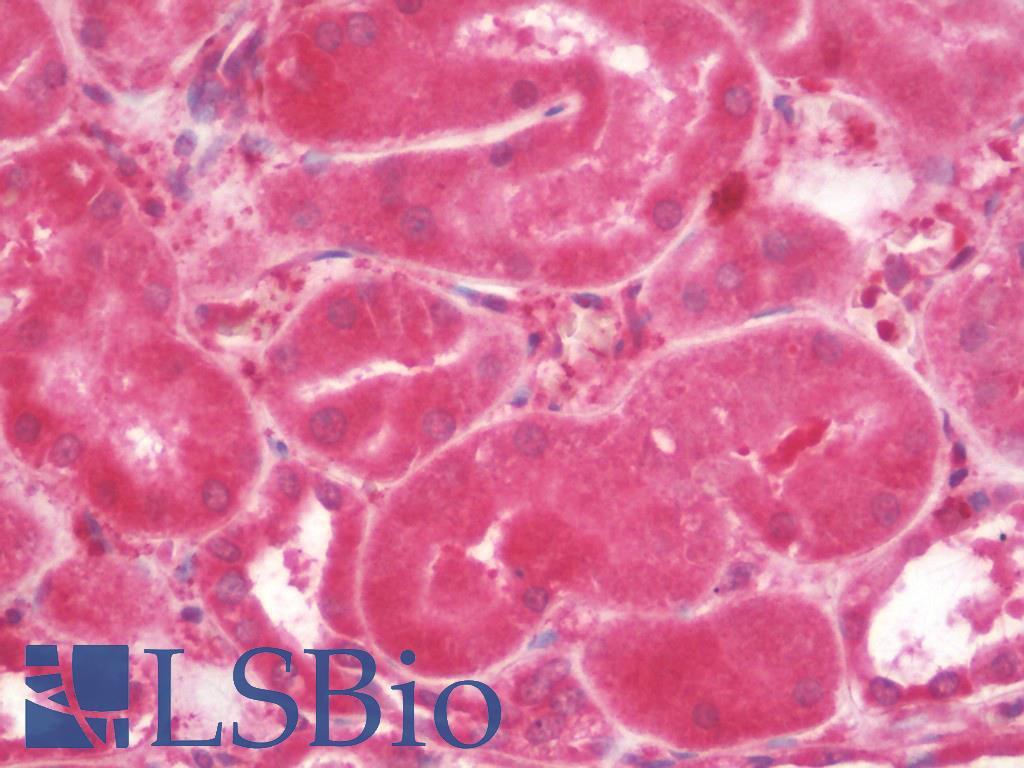 MAP1LC3A / LC3A Antibody - Anti-MAP1LC3A / LC3A antibody IHC staining of human kidney. Immunohistochemistry of formalin-fixed, paraffin-embedded tissue after heat-induced antigen retrieval. Antibody concentration 10 ug/ml.