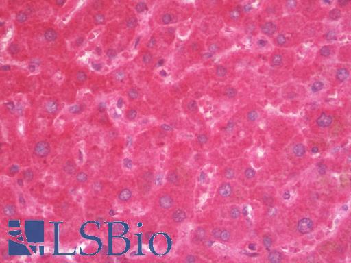 MAP1LC3A / LC3A Antibody - Anti-MAP1LC3A / LC3A antibody IHC staining of human liver. Immunohistochemistry of formalin-fixed, paraffin-embedded tissue after heat-induced antigen retrieval.