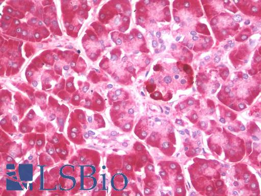 MAP1LC3B / LC3B Antibody - Anti-MAP1LC3B / LC3B antibody IHC staining of human pancreas. Immunohistochemistry of formalin-fixed, paraffin-embedded tissue after heat-induced antigen retrieval. Antibody concentration 10 ug/ml.