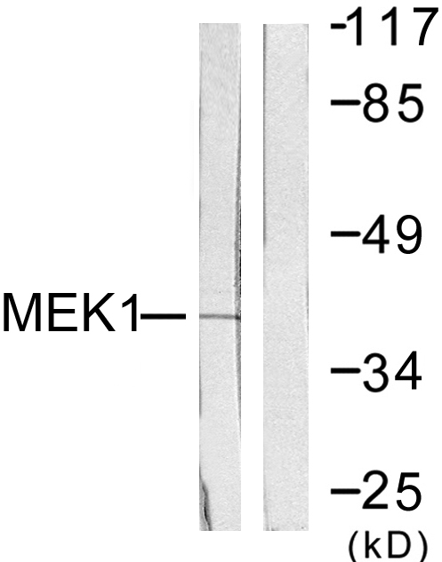 MAP2K1 / MKK1 / MEK1 Antibody - Western blot analysis of lysates from NIH/3T3 cells, treated with PMA 250ng/ml 5', using MEK1 Antibody. The lane on the right is blocked with the synthesized peptide.