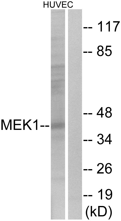 MAP2K1 / MKK1 / MEK1 Antibody - Western blot analysis of lysates from HUVEC cells, using MEK1 Antibody. The lane on the right is blocked with the synthesized peptide.