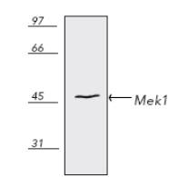 MAP2K1 / MKK1 / MEK1 Antibody - Western blot of human thymus HS67 cell lysate.