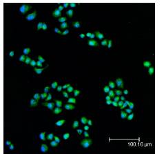 MAP2K1 / MKK1 / MEK1 Antibody - Confocal immunofluorescent staining of HeLa cells using  MAP2K1 / MKK1 / MEK1 Antibody (green); nuclei are stained in blue pseudocolor using DRAQ5.