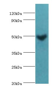 MAP2K5 / MEK5 Antibody - Western blot. All lanes: Dual specificity mitogen-activated protein kinase kinase 5 antibody at 2 ug/ml+rat heart tissue. Secondary antibody: Goat polyclonal to rabbit at 1:10000 dilution. Predicted band size: 50 kDa. Observed band size: 50 kDa.