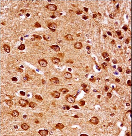 MAP2K7 / MEK7 Antibody - Mouse Map2k7 Antibody immunohistochemistry of formalin-fixed and paraffin-embedded mouse brain tissue followed by peroxidase-conjugated secondary antibody and DAB staining.