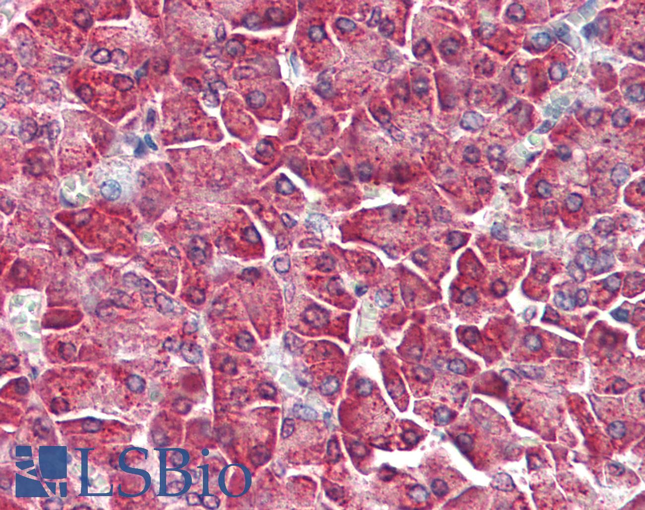 MAP3K5 / ASK1 Antibody - Anti-MAP3K5 / ASK1 antibody IHC of human pancreas. Immunohistochemistry of formalin-fixed, paraffin-embedded tissue after heat-induced antigen retrieval. Antibody concentration 5 ug/ml.