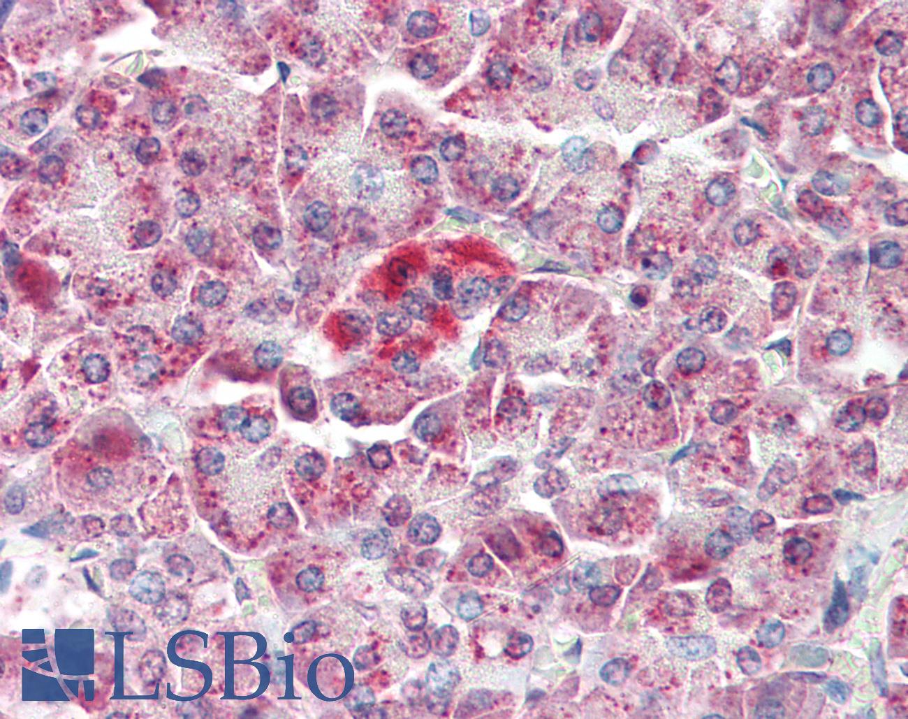 MAP3K5 / ASK1 Antibody - Anti-MAP3K5 / ASK1 antibody IHC of human pancreas. Immunohistochemistry of formalin-fixed, paraffin-embedded tissue after heat-induced antigen retrieval. Antibody concentration 5 ug/ml.