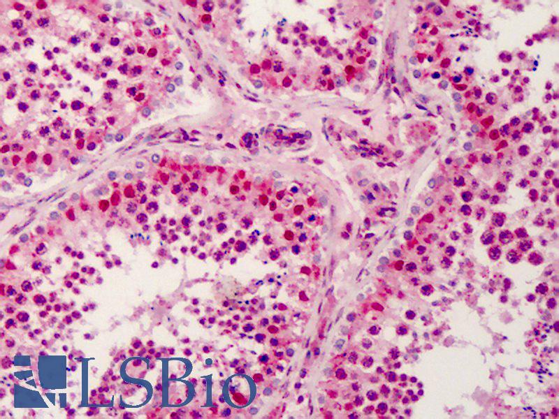 MAP3K5 / ASK1 Antibody - Anti-MAP3K5 / ASK1 antibody IHC of human testis. Immunohistochemistry of formalin-fixed, paraffin-embedded tissue after heat-induced antigen retrieval. Antibody concentration 5 ug/ml.