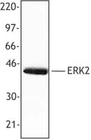 MAPK1 / ERK2 Antibody - Hela cell extract was resolved by electrophoresis, transferred to nitrocellulose, and probed with rabbit anti-ERK2 polyclonal antibody. Proteins were visualized using a donkey anti-rabbit secondary antibody conjugated to HRP and a chemiluminescence system.
