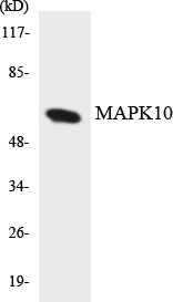 MAPK10 / JNK3 Antibody - Western blot analysis of the lysates from HUVECcells using MAPK10 antibody.