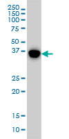 MAPK13 / p38delta Antibody - MAPK13 monoclonal antibody clone 1E11 Western blot of MAPK13 expression in A-549.