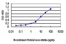 MAPK13 / p38delta Antibody - Detection limit for recombinant GST tagged MAPK13 is approximately 0.3 ng/ml as a capture antibody.