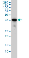 MAPK13 / p38delta Antibody - MAPK13 monoclonal antibody clone 2B2 Western blot of MAPK13 expression in A-431.