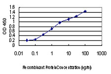 MAPK13 / p38delta Antibody - Detection limit for recombinant GST tagged MAPK13 is approximately 0.03 ng/ml as a capture antibody.