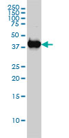 MAPK13 / p38delta Antibody - MAPK13 monoclonal antibody (M02), clone 2D8 Western blot of MAPK13 expression in MCF-7.