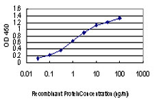 MAPK13 / p38delta Antibody - Detection limit for recombinant GST tagged MAPK13 is approximately 0.1 ng/ml as a capture antibody.