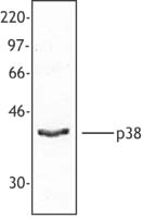 MAPK14 / p38 Antibody - Hela cell extract was resolved by electrophoresis, transferred to nitrocellulose, and probed with rabbit anti-p38 MAPK antibody. Proteins were visualized using a donkey anti-rabbit secondary conjugated to HRP and a chemiluminescence detection system.