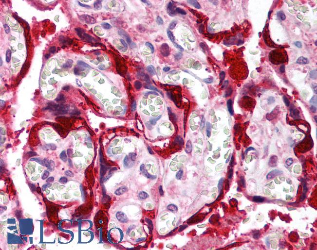 MAPK14 / p38 Antibody - Anti-MAPK14 / p38 antibody IHC of human placenta. Immunohistochemistry of formalin-fixed, paraffin-embedded tissue after heat-induced antigen retrieval. Antibody dilution 1:100.