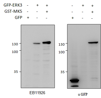 MAPK6 / ERK3 Antibody - MAPK6 antibody HEK293 lysate (10 ug protein in RIPA buffer) overexpressing GFP-fused Mouse ERK3 probed with (0.5 ug/ml) in left panel and with anti-GFP in right panel. GFP-only expression in the first lane. Primary incubations were for 2 hours. Detected by chemiluminescence.