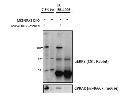 MAPK6 / ERK3 Antibody - MAPK6 antibody (1.5 ug) immunoprecipitation from lysates of MK5/ERK3 double knockout MEFs, with (third lane) and without (fourth lane) rescued MK5/ERK3 expression through retroviral transduction. The corresponding lysates (first and second lane resp.) were analyzed in parallel in this Western blot labeled with rabbit anti-Erk3 (and co-precipitation was measured using mouse anti-MK5/PRAK in the lower panel).