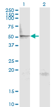 MAPK8 / JNK1 Antibody - Western blot of MAPK8 expression in transfected 293T cell line by MAPK8 monoclonal antibody, clone 1E1.