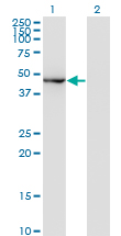 MAPK8 / JNK1 Antibody - Western blot of MAPK8 expression in transfected 293T cell line by MAPK8 monoclonal antibody, clone 2F3.