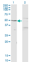 MAPK8 / JNK1 Antibody - Western blot of MAPK8 expression in transfected 293T cell line by MAPK8 monoclonal antibody, clone 3B12.