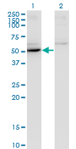 MAPK8 / JNK1 Antibody - Western blot of MAPK8 expression in transfected 293T cell line by MAPK8 monoclonal antibody, clone 4H6.