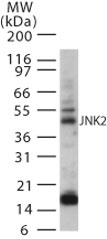 MAPK9 / JNK2 Antibody - Western blot analysis for JNK2 using antibody at 2 ug/ml on 20 ugs of A431 whole cell lysate.