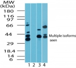 MAPKAP1 / MIP1 Antibody - Western blot of MAPKAP1 interacting protein 1 in human skeletal muscle lysate in the 1) absence and 2) presence of immunizing peptide, 3) mouse skeletal muscle lysate and 4) rat skeletal muscle lysate using antibody at2 ug/ml.