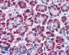 MAPKAP1 / MIP1 Antibody - Anti-SIN1 antibody IHC of human pancreas. Immunohistochemistry of formalin-fixed, paraffin-embedded tissue after heat-induced antigen retrieval. Antibody concentration 5 ug/ml.
