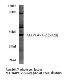 MAPKAPK2 / MAPKAP Kinase 2 Antibody - Western blot of MAPKAPK-2 (S328) pAb in extracts from raw264.7 cells.