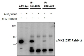 MAPKAPK2 / MAPKAP Kinase 2 Antibody - MAPKAPK2 antibody and EB11930 (1.5 ug) immunoprecipitations from lysates of MK2/MK3 double knockout MEFs, with (third and fifth lanes) and without (fourth and sixth lanes) rescued MK2 expression through retroviral transduction. The corresponding lysates (first and second lane resp.) were analyzed in parallel in this Western blot labeled with rabbit anti-MK2.