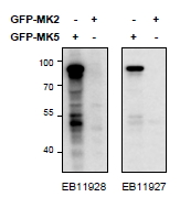 MAPKAPK5 / PRAK Antibody - MAPKAPK5 antibody HEK293 lysate (10 ug protein in RIPA buffer) overexpressing Mouse MK5-GFP (first lane) or Mouse MK2-GFP (second lane) probed with EB11927 (0.5 ug/ml) in right panel and with (0.5 ug/ml) on left panel, Primary incubations were for 2 hours. Detected by chemiluminescence.