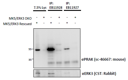 MAPKAPK5 / PRAK Antibody - MAPKAPK5 antibody and EB11928 (1.5 ug) immunoprecipitations from lysates of MK5/ERK3 double knockout MEFs, with (third and fifth lanes) and without (fourth and sixth lanes) rescued MK5/ERK3 expression through retroviral transduction. The corresponding lysates (first and second lane resp.) were analyzed in parallel in this Western blot labeled with mouse anti-MK5 / PRAK (and co-precipitation was measured using rabbit anti-ERK3 in the lower panel).