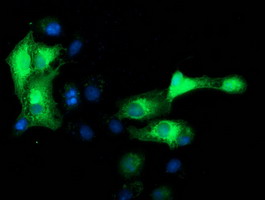 MAPRE2 / EB2 Antibody - Anti-MAPRE2 mouse monoclonal antibody immunofluorescent staining of COS7 cells transiently transfected by pCMV6-ENTRY MAPRE2.