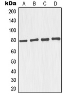 MAPT / Tau Antibody - Western blot analysis of TAU expression in SKNSH (A); mouse brain (B); U87MG (C); SHSY5Y (D) whole cell lysates.