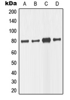 MAPT / Tau Antibody - Western blot analysis of TAU expression in SKNSH (A); mouse brain (B); U87MG (C); SHSY5Y (D) whole cell lysates.