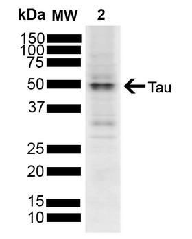 MAPT / Tau Antibody - Western blot analysis of Human SH-SY5Y cell lysate showing detection of ~45.8 kDa Tau protein using Rabbit Anti-Tau Polyclonal Antibody. Lane 1: Molecular Weight Ladder (MW). Lane 2: Human SH-SY5Y cell lysate. Load: 10 µg. Block: 5% Skim Milk powder in TBST. Primary Antibody: Rabbit Anti-Tau Polyclonal Antibody  at 1:1000 for 2 hours at RT with shaking. Secondary Antibody: Goat anti-rabbit IgG:HRP at 1:4000 for 1 hour at RT with shaking. Color Development: Chemiluminescent for HRP (Moss) for 5 min in RT. Predicted/Observed Size: ~45.8 kDa. Other Band(s): 50 kDa.