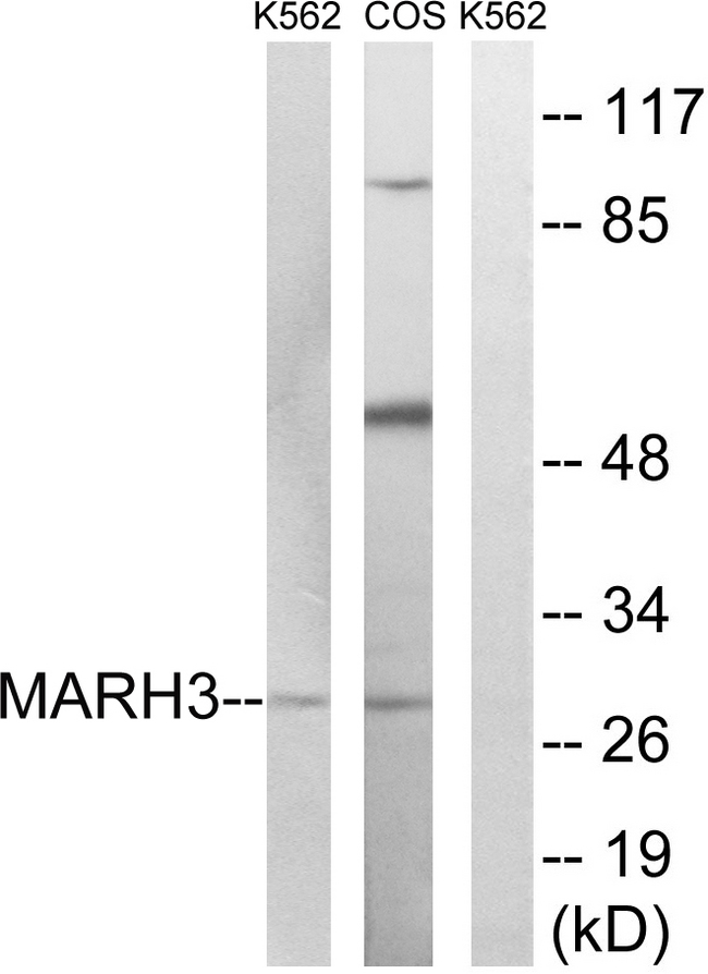 MARCH3 Antibody - Western blot analysis of lysates from K562 and COS7 cells, using MARCH3 Antibody. The lane on the right is blocked with the synthesized peptide.
