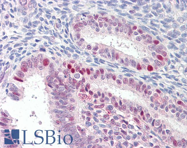 MARCH7 / Axotrophin Antibody - Anti-MARCH7 antibody IHC of human uterus. Immunohistochemistry of formalin-fixed, paraffin-embedded tissue after heat-induced antigen retrieval. Antibody concentration 3.75 ug/ml.