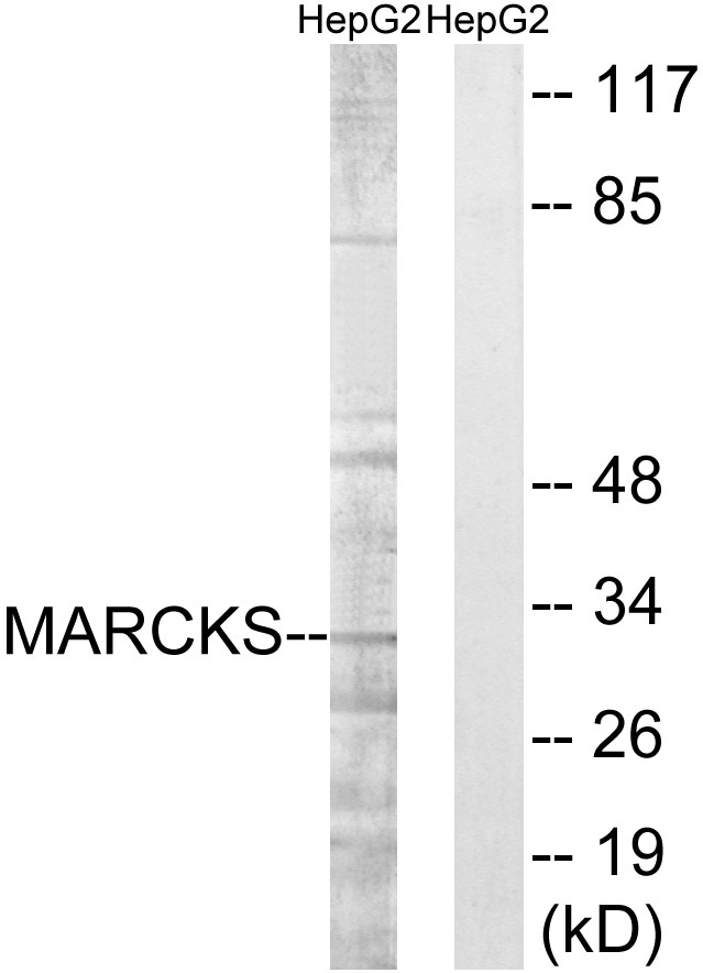MARCKS Antibody - Western blot analysis of lysates from HepG2 cells, treated with LPS 100ng/ml 30', using MARCKS Antibody. The lane on the right is blocked with the synthesized peptide.