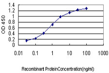 MARCKS Antibody - Detection limit for recombinant GST tagged MARCKS is approximately 0.03 ng/ml as a capture antibody.